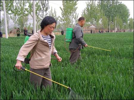 小麦打农药.jpg