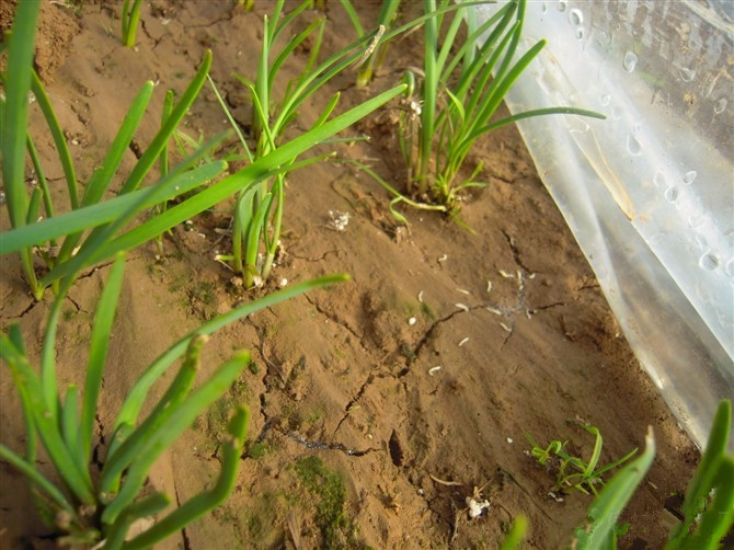 韭蛆一般以幼虫在韭根周围3-4厘米深的土中或鳞茎内休眠越冬,翌年当
