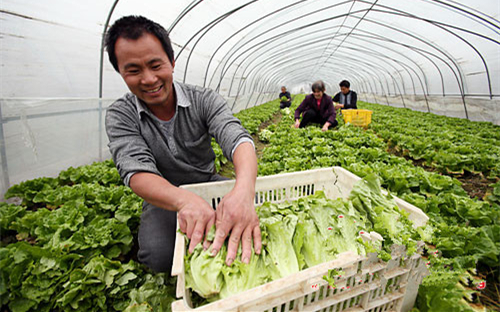 当前蔬菜生长旺，管理采收要跟上