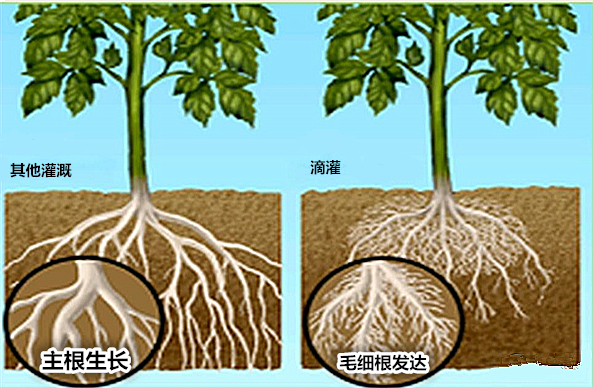 作物科学养根护根有新招