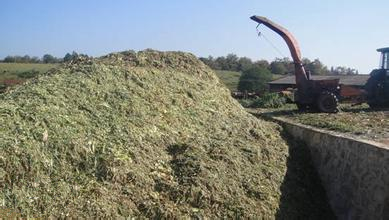 黄贮饲料 黄贮饲料