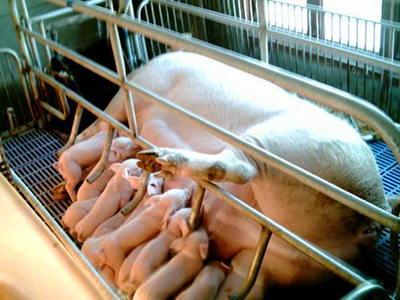 养猪