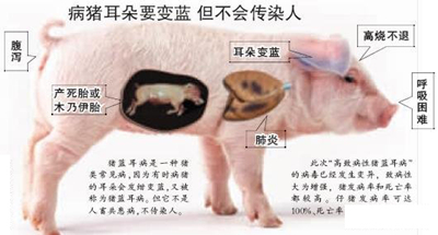 猪蓝耳病 猪蓝耳病