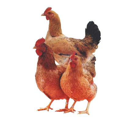 养鸡