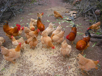 养鸡