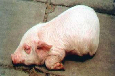养猪 养猪