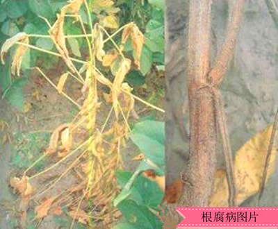根腐病