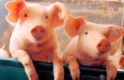 养猪