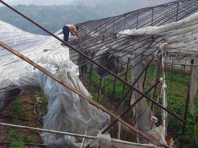 大棚种植 大棚种植