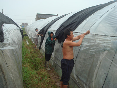 大棚蔬菜种植