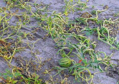 西瓜种植 西瓜种植