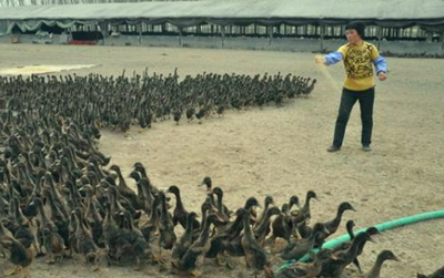 养鸭