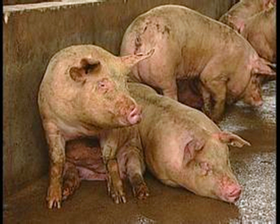 养猪 (2).jpg 养猪 (2).jpg