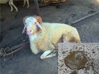 养羊技术 养羊技术