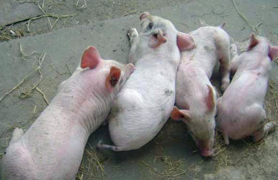 养猪 养猪