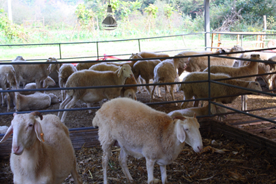 养羊技术 养羊技术