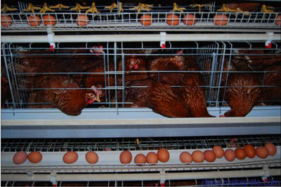 养鸡