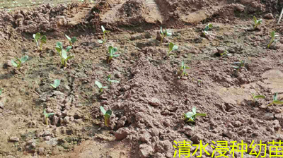 使用清水种植.j 使用清水种植.j