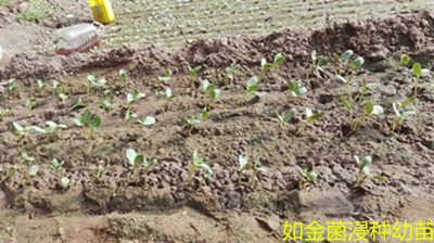 使用菌剂浸种种植. 使用菌剂浸种种植.