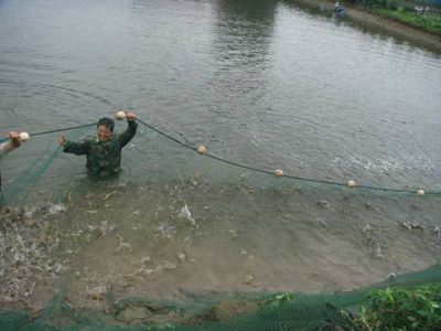 养虾技术