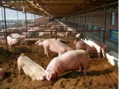 养猪 养猪