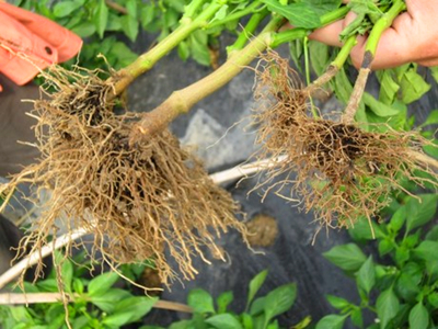 T1.wwgFeBbXXXXXXXX_!!0-item_pic.jpg_460x460.jpg T1.wwgFeBbXXXXXXXX_!!0-item_pic.jpg_460x460.jpg