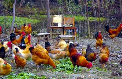 养鸡 养鸡