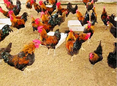 养鸡 养鸡