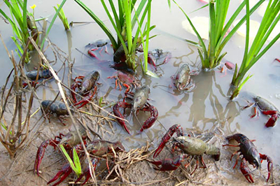 养虾