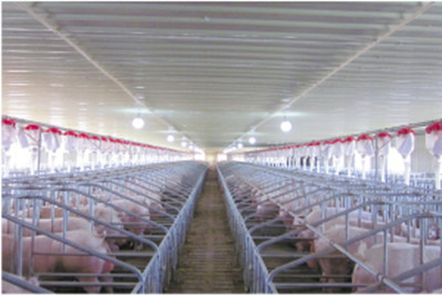 现代化养猪场的管理核心环境控制