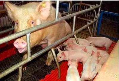 养猪
